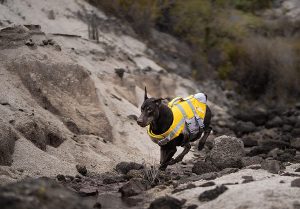 comprar chaleco salvavidas para perros kayak