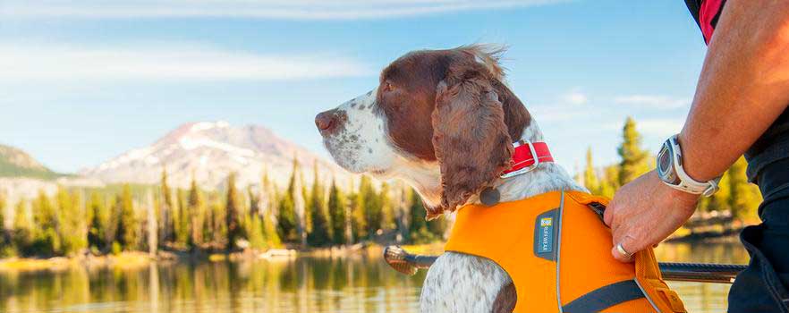 armilla o chaleco salvavidas para perros