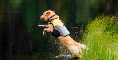 mejor chaleco salvavidas para perros