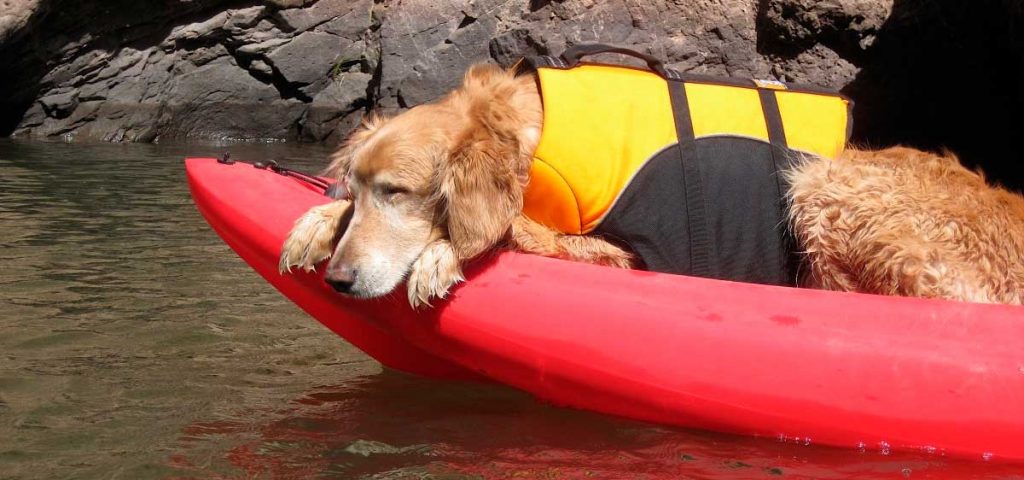 kayak con perro chaleco salvavidas económico