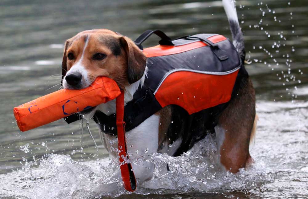 perro jugando en el agua kayak seguridad