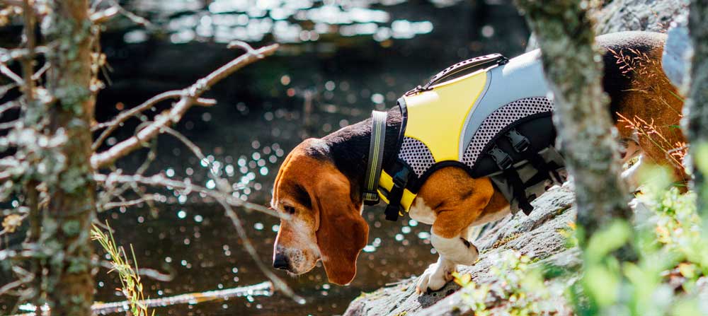 Perro kayak chaleco arnés salvavidas