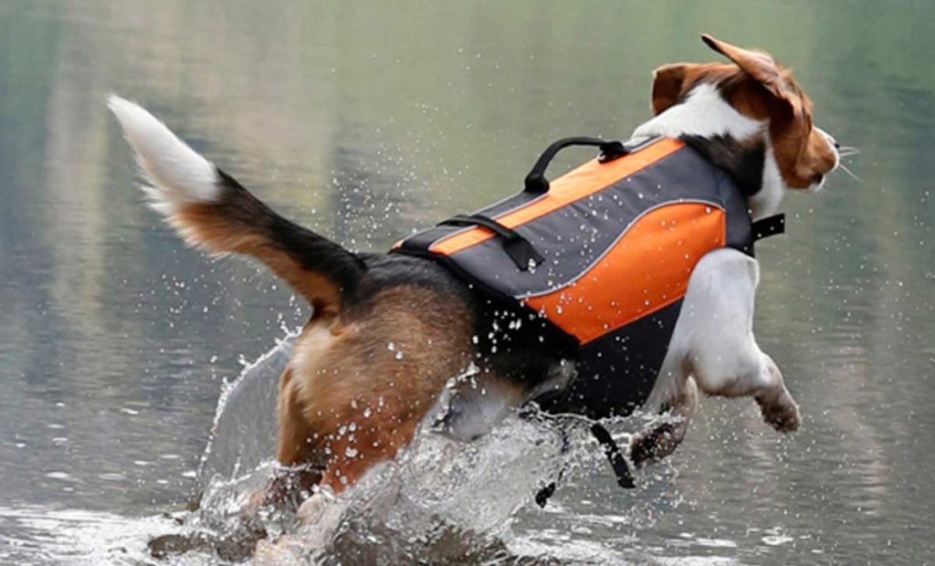 chaleco salvavidas kayak perro