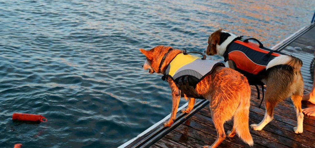 actividades acuáticas con perro