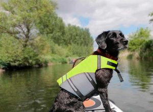 arnés salvavidas de seguridad para kayak con perro