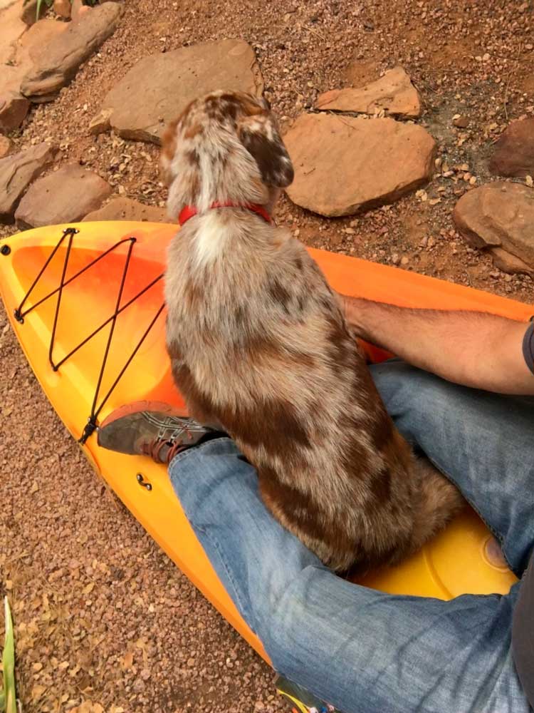 entrenar kayak con perro