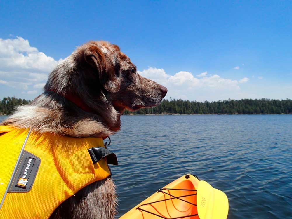 kayak con perro pantano